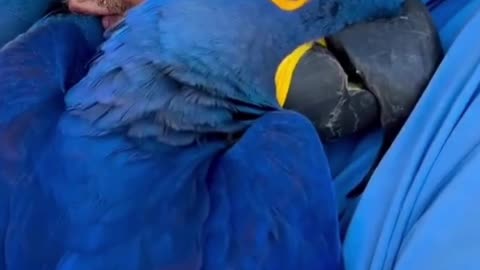 cute macaw's hugging