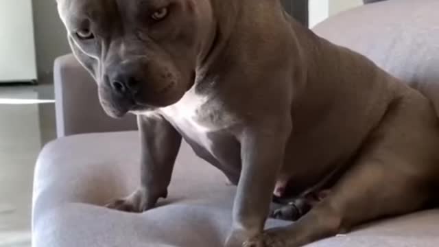 Top 3 Funniest Pitbull dog