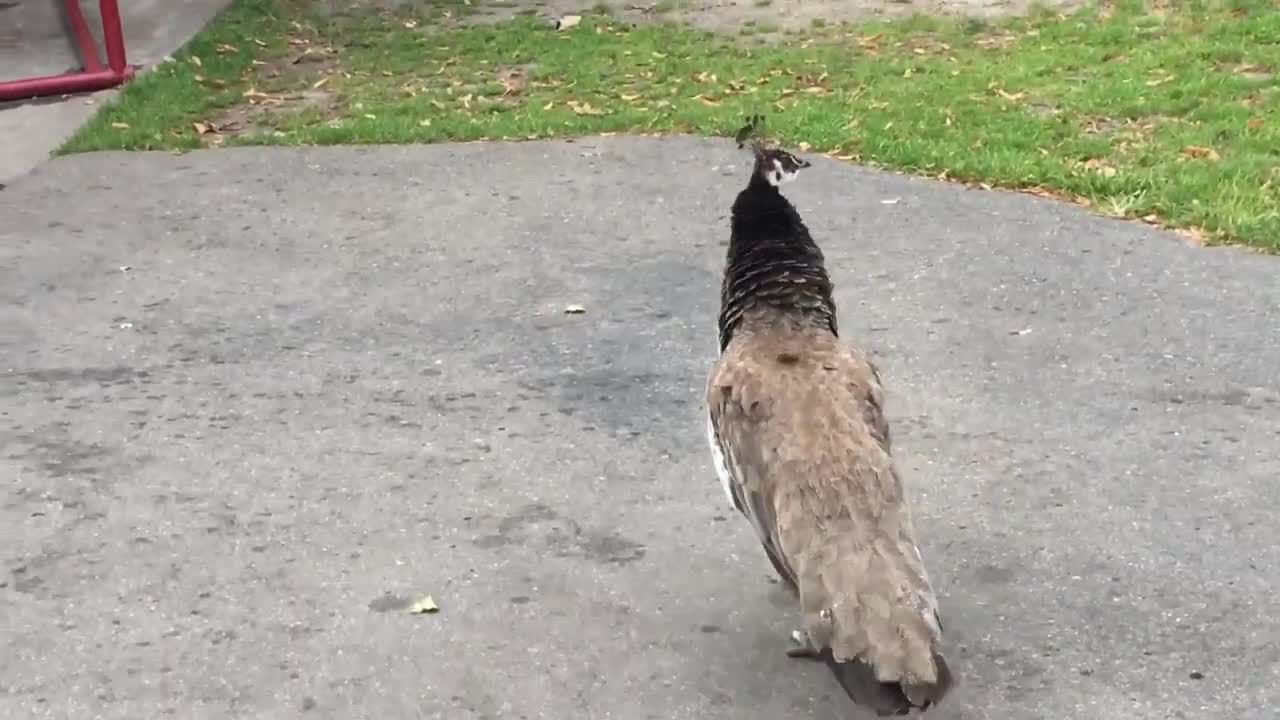 Female peacock calls