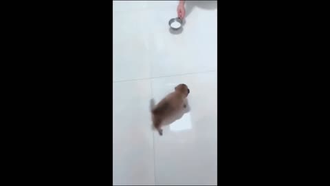"Funniest Cat and Dog Playtime Compilation: Hilarity Unleashed!"
