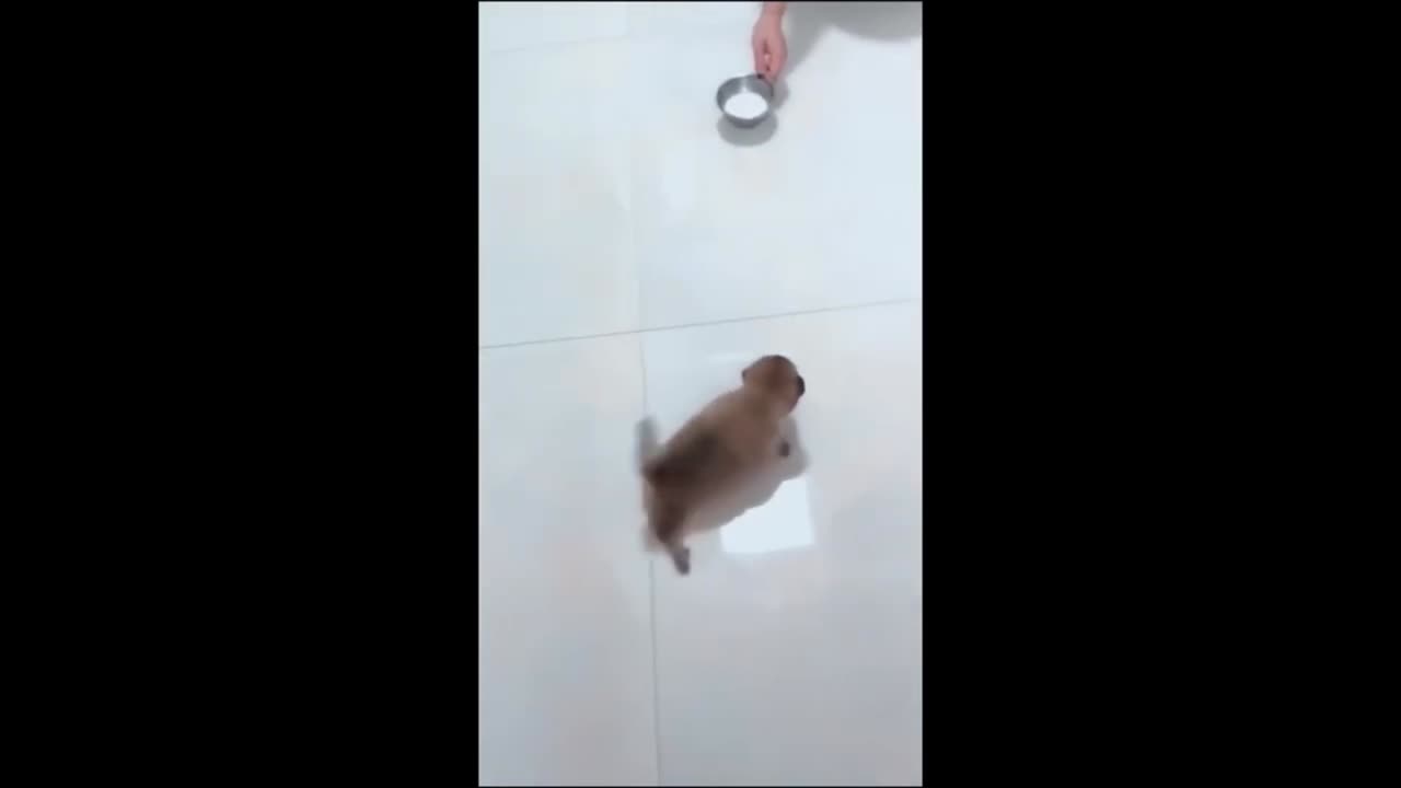 "Funniest Cat and Dog Playtime Compilation: Hilarity Unleashed!"