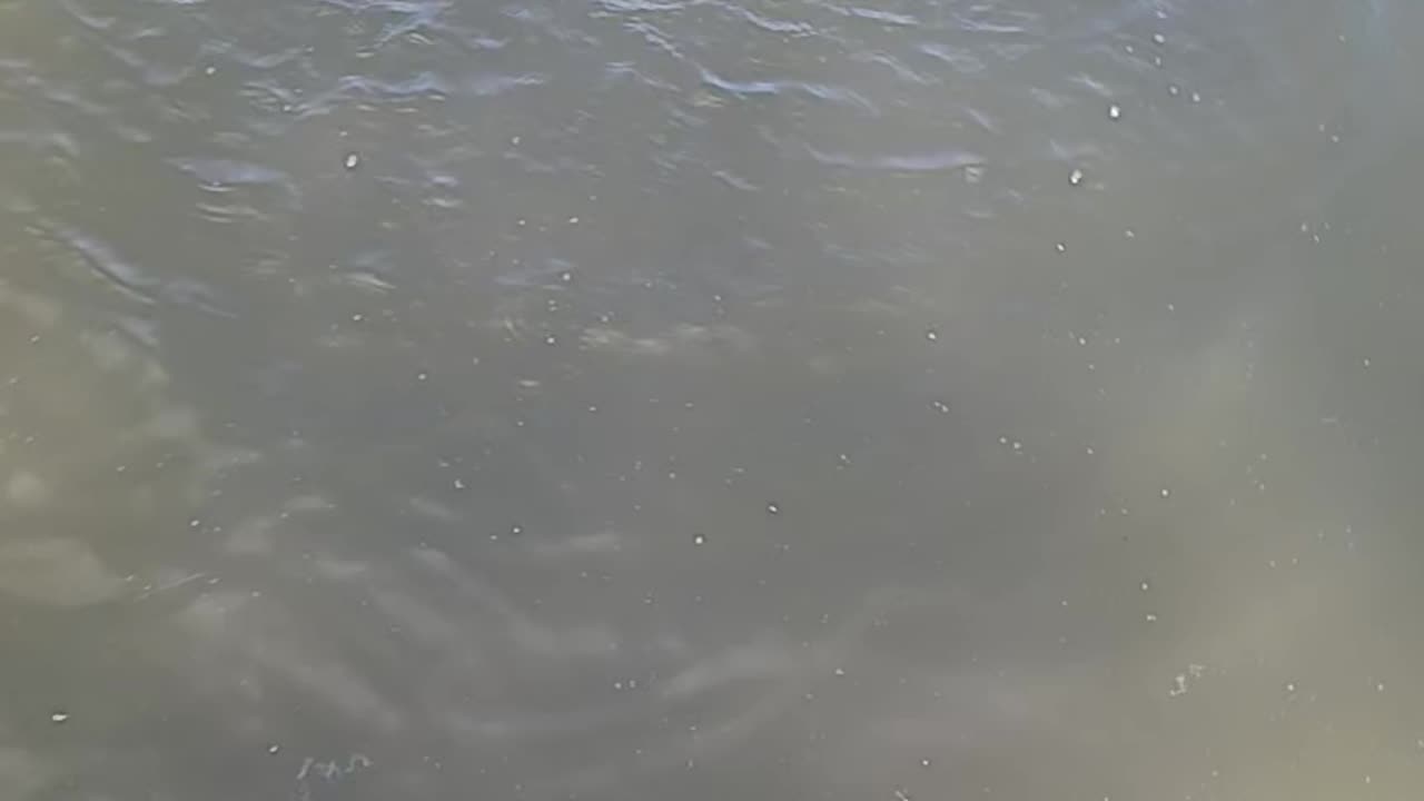 Largemouth bass
