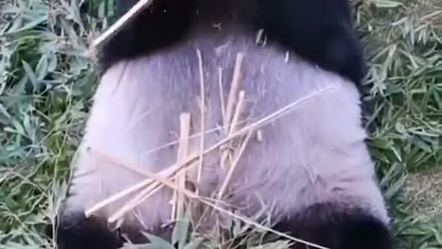 Lying down eating bamboo is a treat # panda