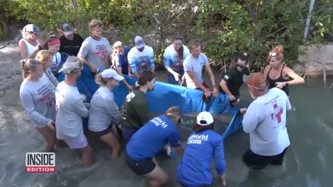 3 Rehabbed Manatees Released in Keys Canal