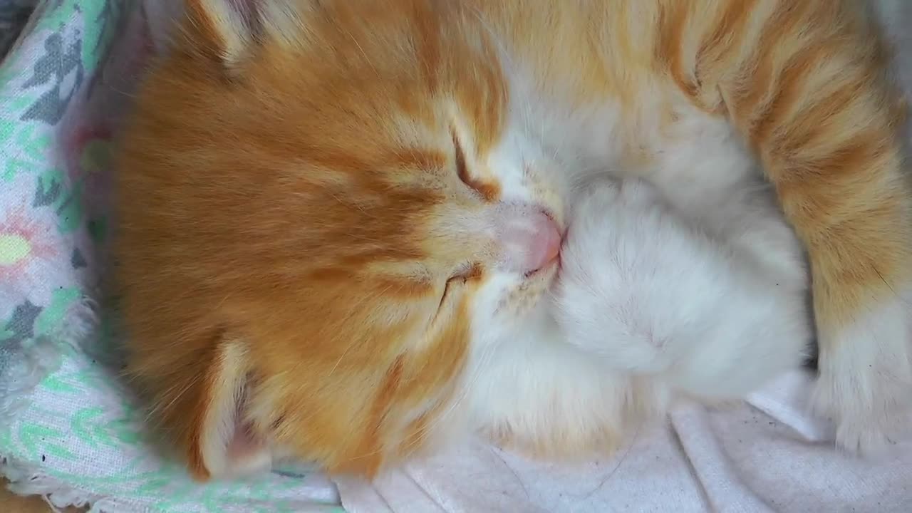 Cute kitten licking a claw