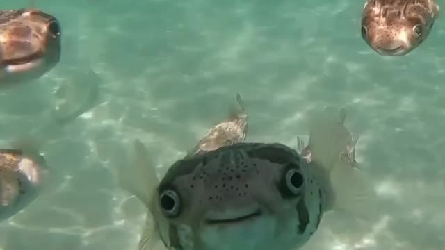 they look at you so nicely ☺