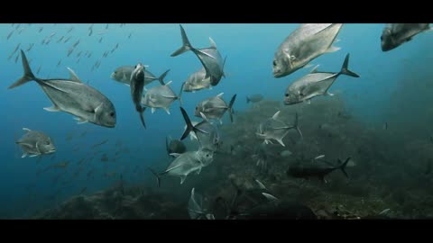 Thailand Underwater Video