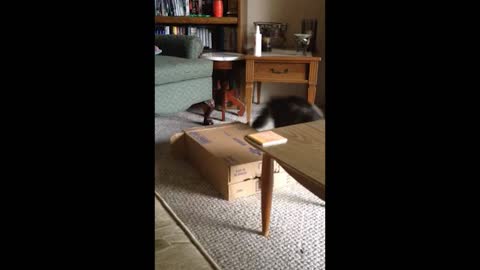 Fat cat fails to rescue feline friend