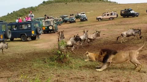 Lion ambush wildebeest at Maasai Mara