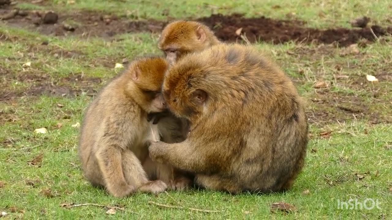 Young monkey
