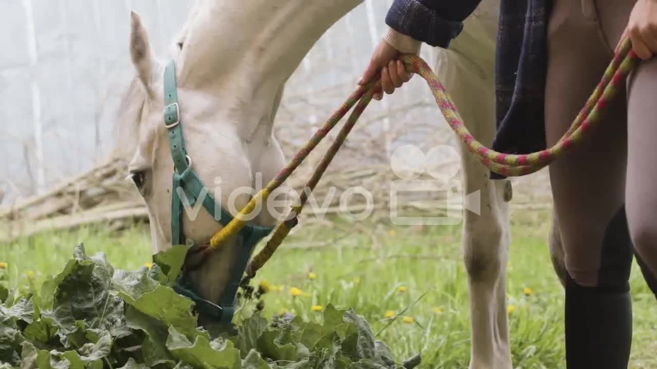 Brown Horse Eating Grass Next To Its Female Carer