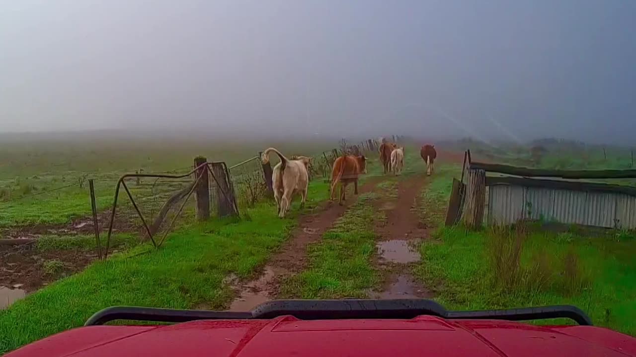 Chasing cattle in the fog