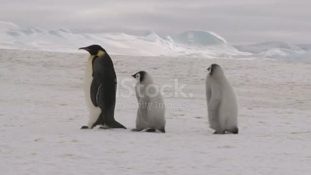 Many Gentoo penguins stand on the ice and jump into the water, with splash.