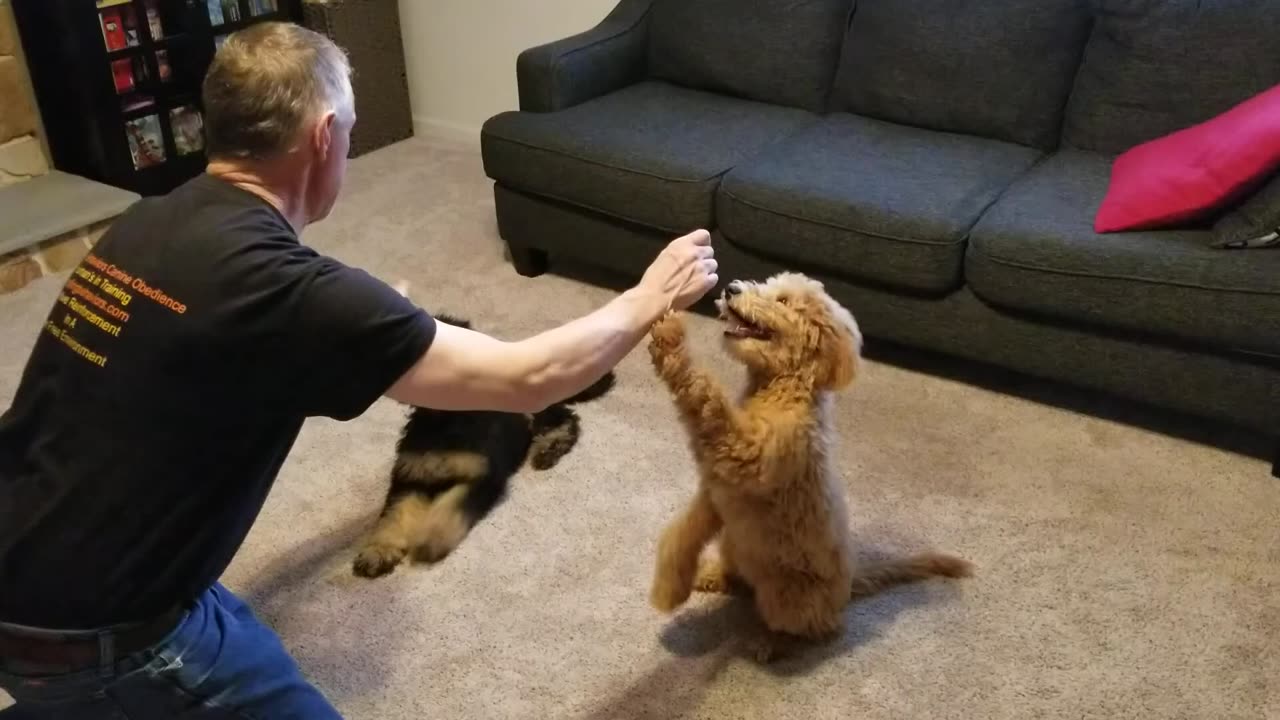 The puppy push up