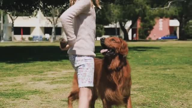 Dog and cat are playing with children