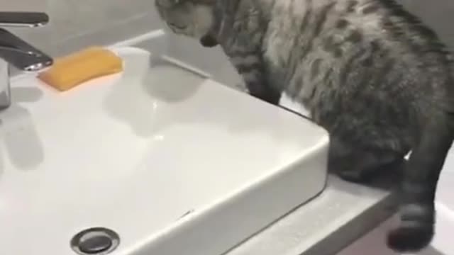 A cat that wants to take a bath.