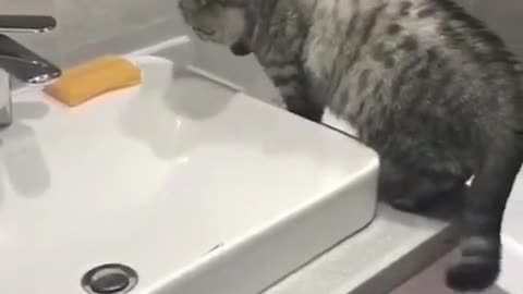 A cat that wants to take a bath.