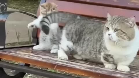 Cute cats