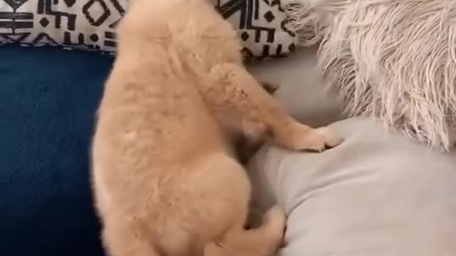 Dog falling 😖😖😖😫😭