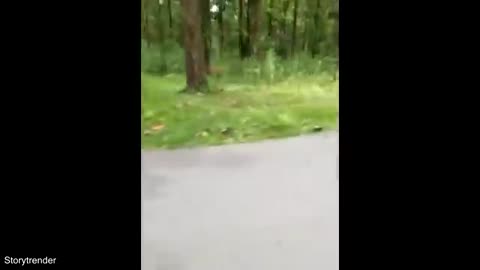 Tiger Chases Man On Motorcycle_Cut