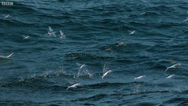 Flying Fish Picked Off From Above And Below The Hunt BBC Earth