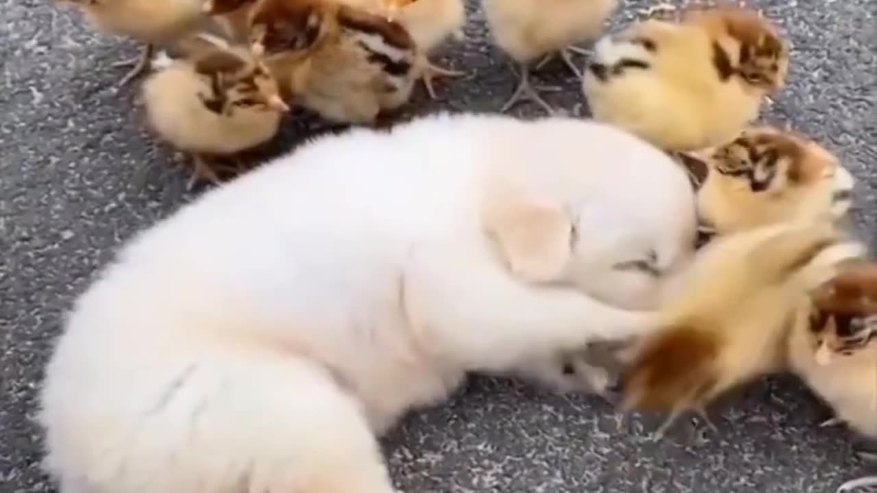 Cuteeee friendship puppy and chick🐣