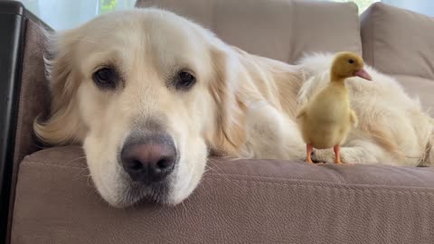 Golden Retriever Can be Friends with Everyone!