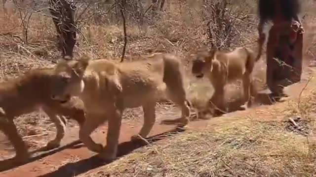 Brave woman walk in jungle between lionesses