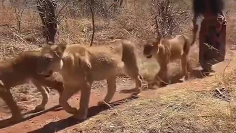 Brave woman walk in jungle between lionesses