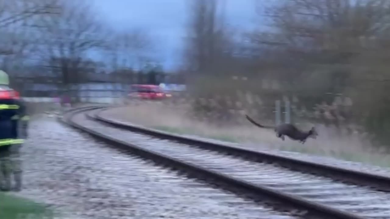 JOKE'S ON ROO: Wallaby On The Loose Hops It When Austrian Firefighters Try To Catch It