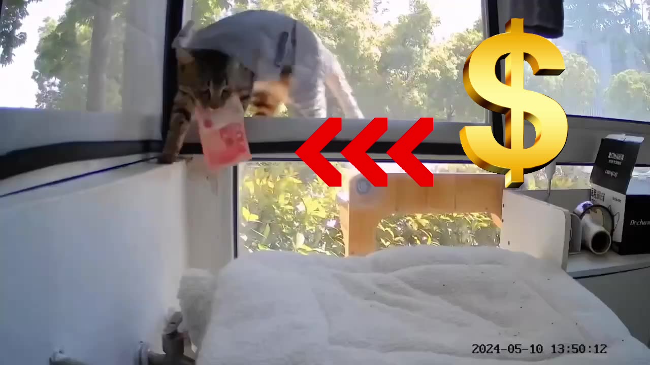 THE CAT IS STEALING MONEY