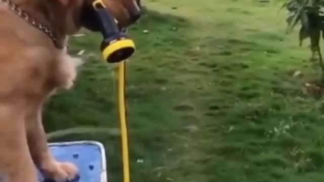 If you miss this video then you missed number one funniest video in the world