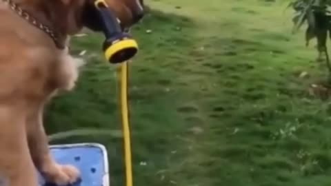 If you miss this video then you missed number one funniest video in the world