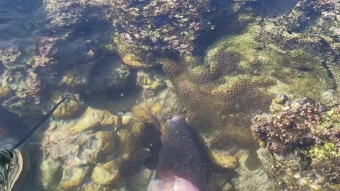 Low tide under water view