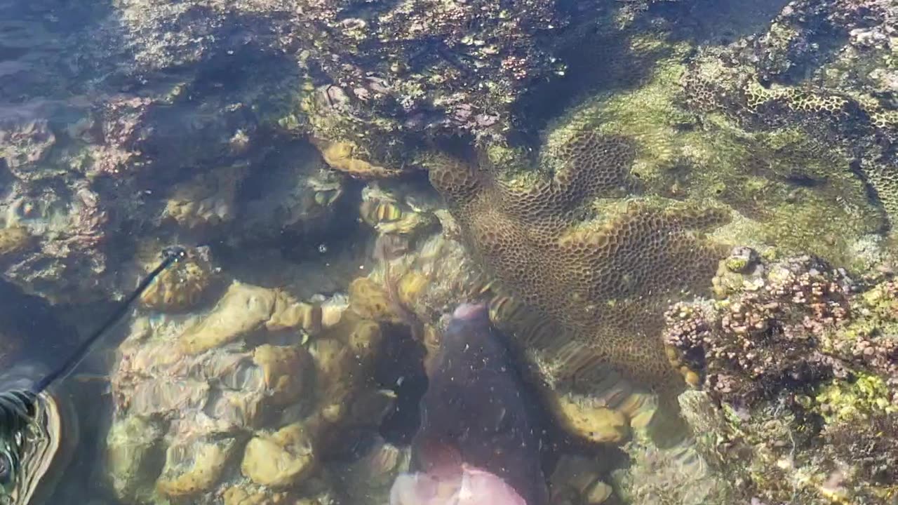 Low tide under water view