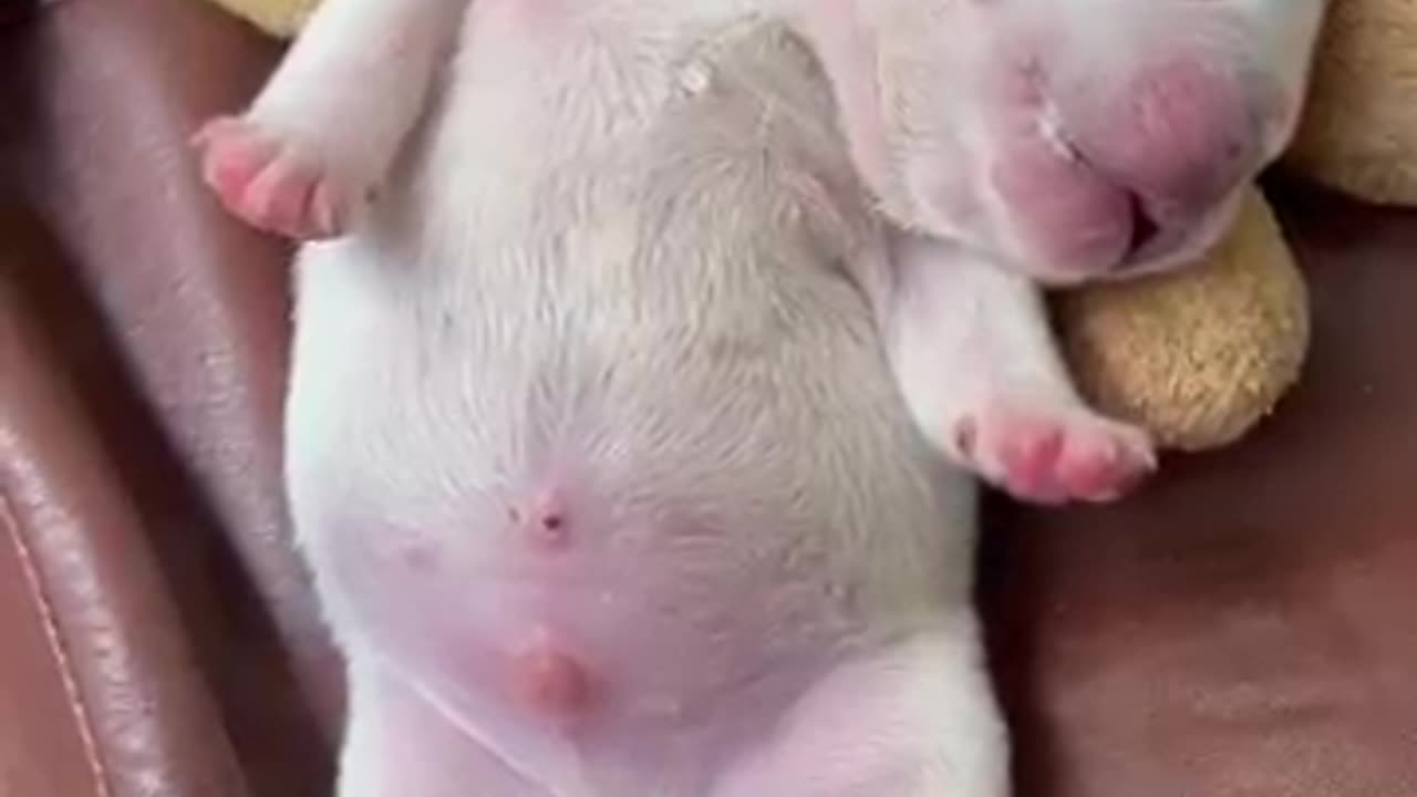 Dog video