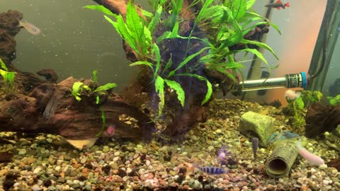 Cichlid tank