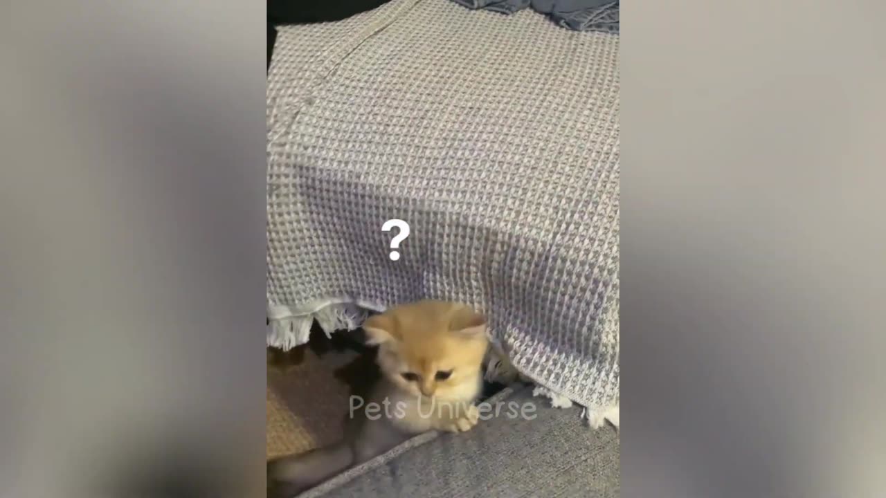 Global Funny Pets Cats and Dogs 😻🐶 Funniest Animals Part 2