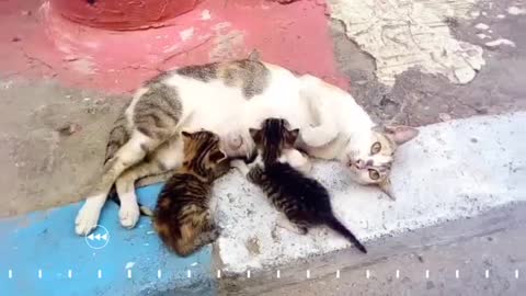 A cat and her children are a beautiful sight