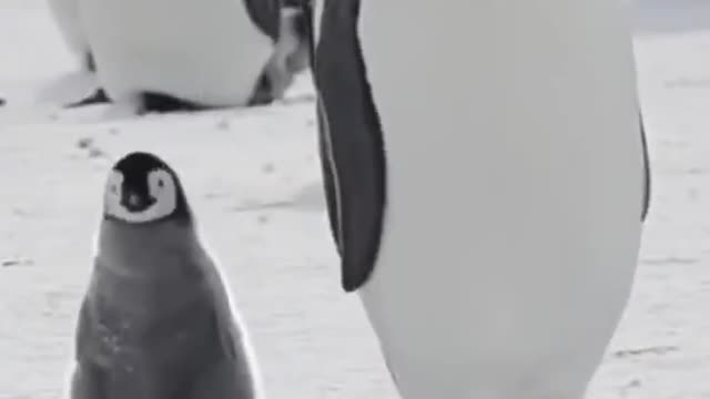 The big penguin takes the little penguin for a leisurely stroll through the snow