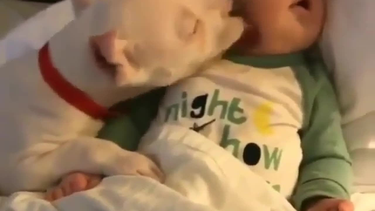 Cute animals