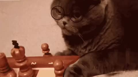Cute Cat Gif