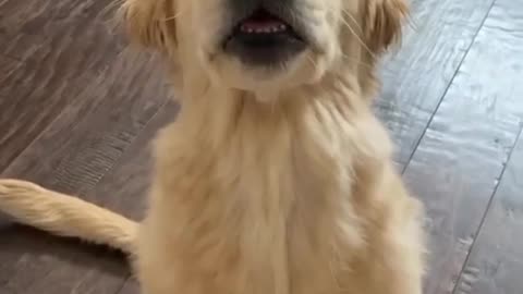 Small Golden Retriver Baby Dog