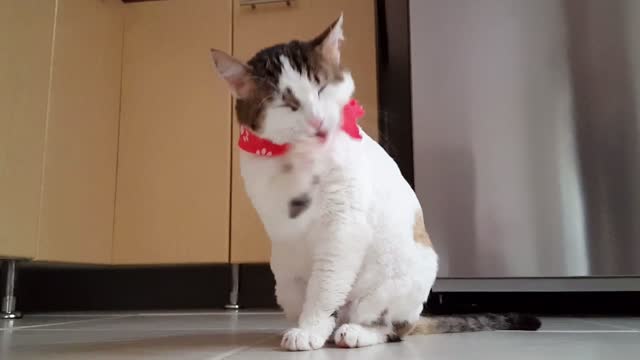 My lovely cat looks funny #00 -funny cat videos-2022