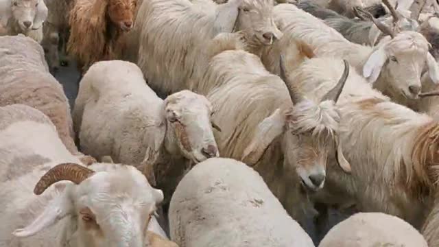 The Angora goat was unrealistically frightened by the sound of the car.