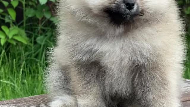 Puppy on a Bench