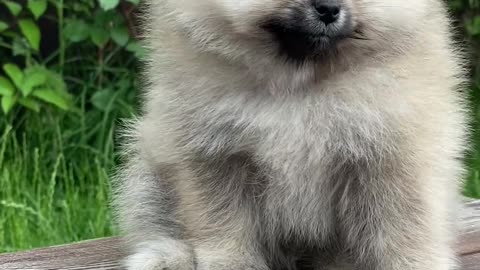 Puppy on a Bench