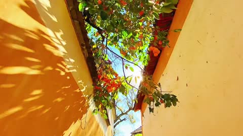 Like the morning sun