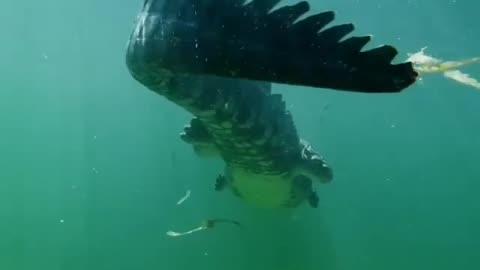 wildlife