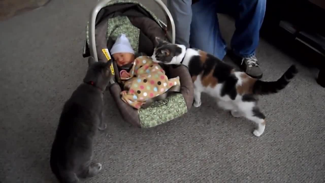 Cats Meeting Babies for the FIRST Time